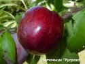 Шарафуга (гибрид сливы, нектарина и абрикоса)