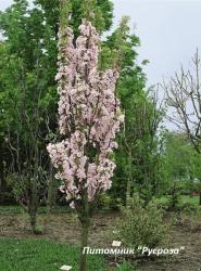 Вишня мелкопильчатая "Аманогава" (Prunus serrulata Amanogawa)