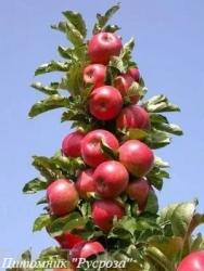 Яблоня колоновидная "Помпинг"