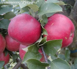 Яблоня "Райка"