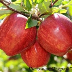 Яблоня "Гала"