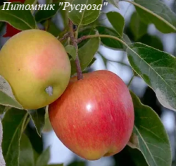 Яблоня "Любимое"