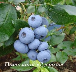 Голубика "Бонус" КРУПНОМЕР 7-8 лет