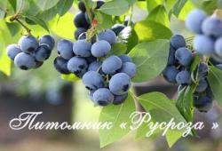 Голубика "Река" КРУПНОМЕР 7-8 лет