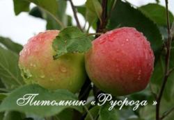 Яблоня "Мантет" КРУПНОМЕР 6-7 лет