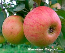 Яблоня "Медуница" КРУПНОМЕР