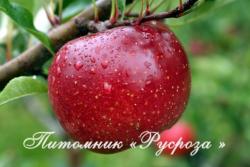 Яблоня "Редфри" КРУПНОМЕР 6-7 лет