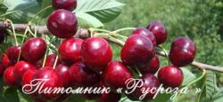 Вишня "Шпанка ранняя" КРУПНОМЕР 7-8 лет