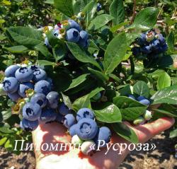 Голубика "Спартан" КРУПНОМЕР 7-8 лет
