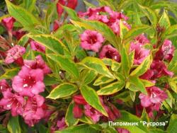 Вейгела цветущая "Бригелла" (Weigela florida "Brigella")