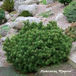Сосна горная (Pinus mugo)