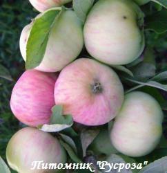 Яблоня "Грушовка" КРУПНОМЕР 6-7 лет
