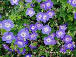 Герань "Johnson's Blue"