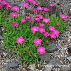 Гвоздика "Kahori Pink"
