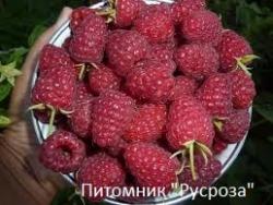 Малина рем. "Подарок Кашину"