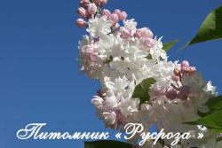 Сирень 'Beauty of Moscow' (Красавица Москвы)