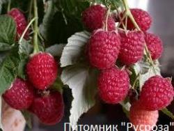 Малина сорт. "Красная Королева"