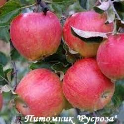 Яблоня "Красуля" 4 года