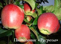 Яблоня "Лигол" КРУПНОМЕР 7-8 лет