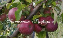 Яблоня "Орлик" КРУПНОМЕР 6-7 лет