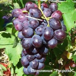 Виноград "Памяти учителя"