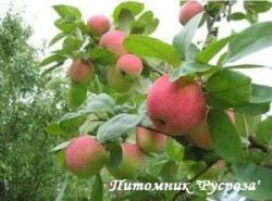 Яблоня "Старк Эрлист" КРУПНОМЕР 7-8 лет