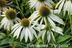 Эхинацея "White Swan"