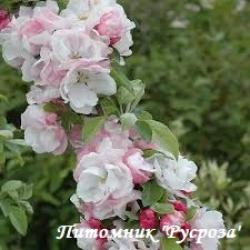 Яблоня декоративная "Яркая Весна"