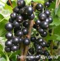 Смородина черная "Атлант"