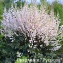 Астильба Арендса "Bronzlaub"