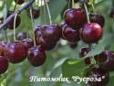 Вишня "Гирлянда"