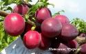 Алыча "Кубанская комета" КРУПНОМЕР 6-7 лет