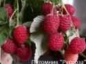 Малина сорт. "Красная Королева"