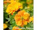 Лапчатка кустарниковая "Мармелад" (Marmalade)