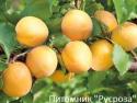 Абрикос "Водолей" КРУПНОМЕР 7-8 лет